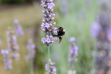  Little bumble bee collects pollen on a lavender flower