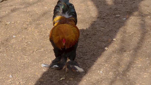 Rooster walking along slowly.