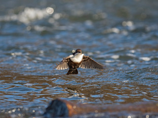 The white-throated dipper (Cinclus cinclus), also known as the European dipper or just dipper, is...
