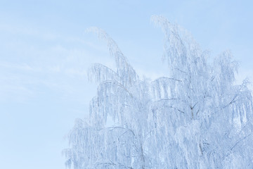 Tree covered in hoarfrost and sky