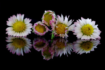 Five daisies on a black background - 331513605