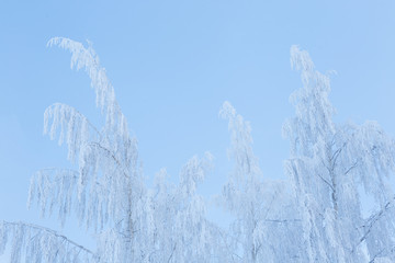 Tree covered in hoarfrost and sky