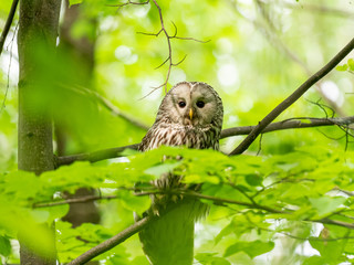 The Ural owl (Strix uralensis) is a fairly large nocturnal owl.