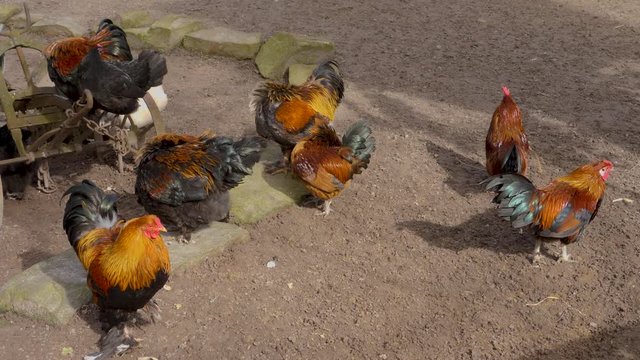 A group of roosters cleaning them self's.