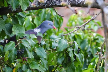 Ringeltaube sitzt im Baum