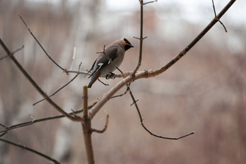 Bird Bohemian waxwing sitting on a tree branch. Bird flown from the south. Spring offensive
