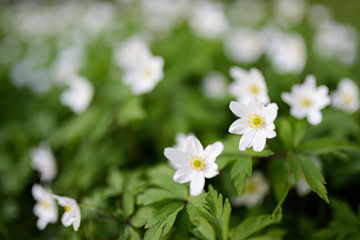 Anemone nemorosa flower blooming outdoors at spring day