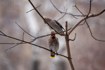 Bird Bohemian waxwing sitting on a tree branch. Bird flown from the south. Spring offensive