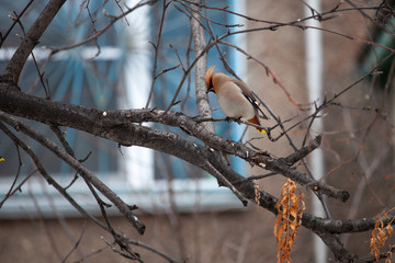 Bird Bohemian waxwing sitting on a tree branch. Bird flown from the south. Spring offensive