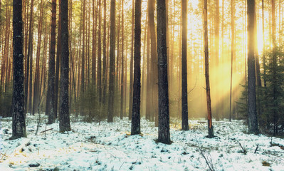 Beautiful landscape background of a spring pine and spruce forest with snow. Beautiful warm...