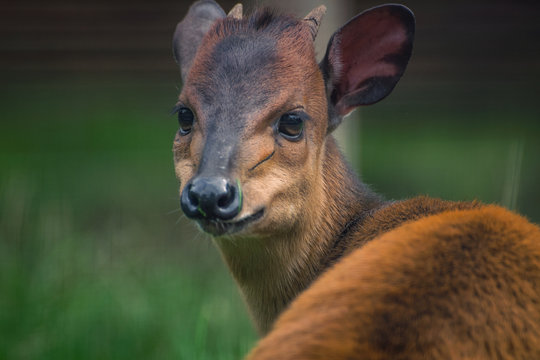 Pricket with big doe eyes close up