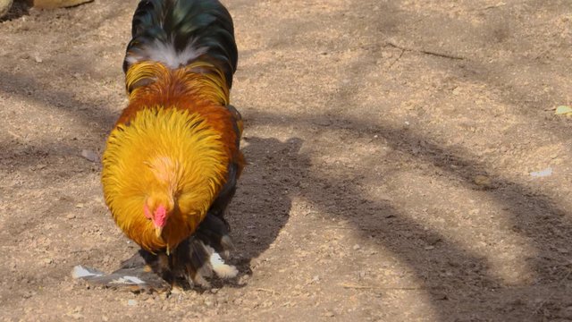 Rooster on one leg starts walking.