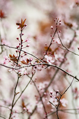 Funny bee flies to collect honey from the bright pink spring fruit tree
