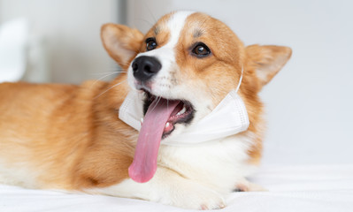 Cute corgi dog posing in medical mask. Concept healthe lifestyle, illness and epidemic