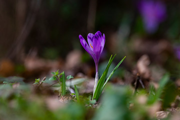 Spring background with Flowering violet.Crocuses flowers in Early Spring.Purple crocus flowers