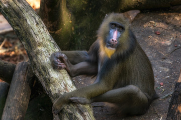 Sad Male Mandrill Baboon at the zoo