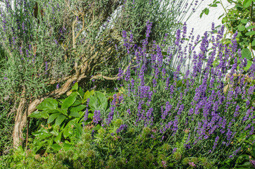 Lavendel