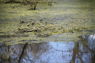 Forest swamp during springtime natural reserve