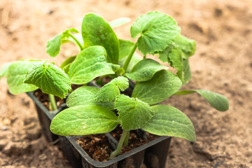 Seedlings of courgette in peat pots, black plastic cups on a ploughed land. Baby plants seeding. Planting in the spring. Horticulture and coltivation, spring gardening.