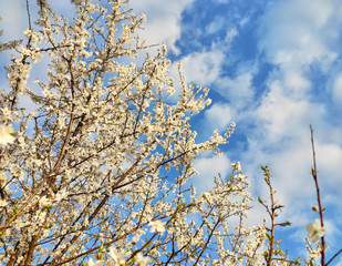 Flowering tree branches against the blue sky. Spring bloom