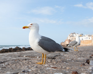 Naklejka premium Side view portrait of an adult yellow-legged gull