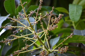 Obraz premium Flowers and buds of Mangifera indica, commonly known as mango with green leaves