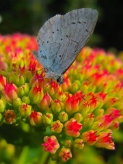 butterfly on flower