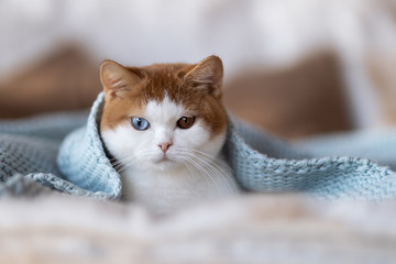 Süße BKH Odd eyed Katze kuschelt unter einer Decke