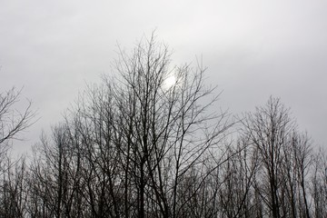 Fototapeta na wymiar trees in the winter sun and fog