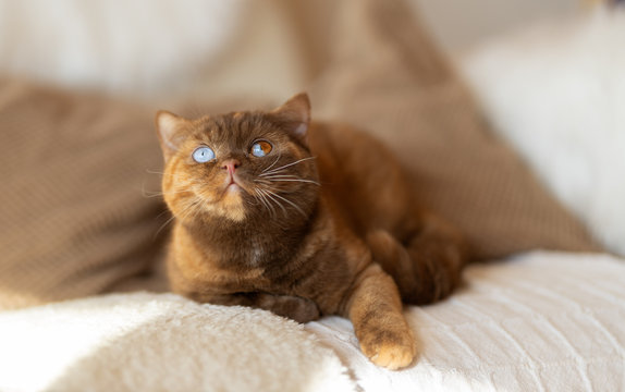 Split Odd eyed BKH in cinnamon Tortie edl und selten 