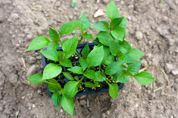 Seedlings of peppers in peat pots, black plastic cups on a ploughed land. Baby plants seeding. Planting in the spring. Horticulture and coltivation, spring gardening. Top view.