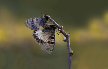 false apollo butterfly; Archon apollinus