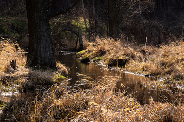 Dolina Górnej Narwi. Rzeka Mieńka. Wiosna na Podlasiu. Polska © podlaski49