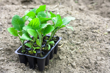 Seedlings of eggplant in peat pots, black plastic cups on a ploughed land. Baby plants seeding. Planting in the spring. Horticulture and coltivation, spring gardening.