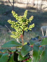 Oregon Grape