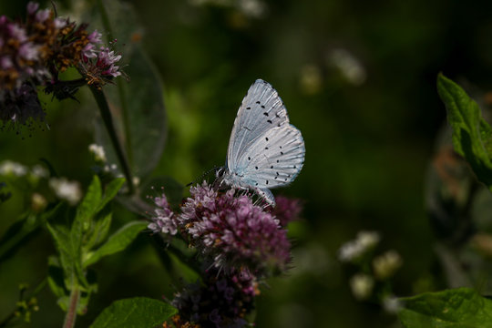 sacred blue butterfly ; Celastrina argiolus