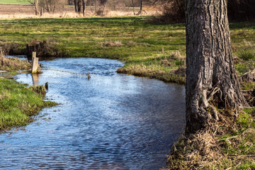 Dolina Górnej Narwi. Rzeka Mieńka. Wiosna na Podlasiu. Polska © podlaski49