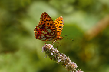 Fototapeta na wymiar spanish queen butterfly; Queen of Spain Fritillary