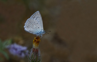 dafnis butterfly ; Polyommatus daphnis