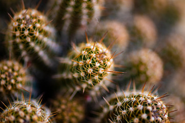 close up of a cactus