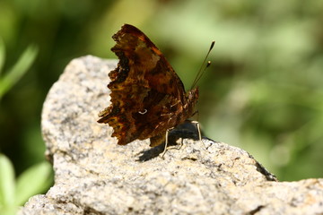 tatty butterfly ; Polygonia c-album