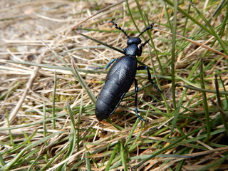 Beetle on the grass