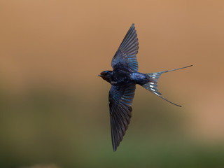 Golondrina común