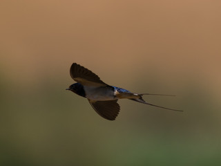 Golondrina común