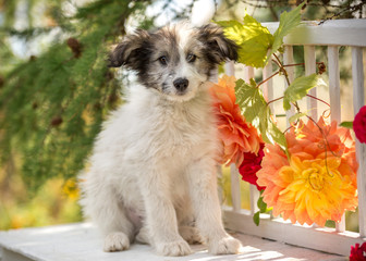 Puppy on a bench surrounded by flowers in nature