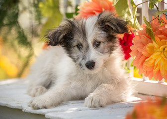 Puppy on a bench surrounded by flowers in nature