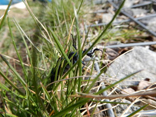 beetle in the grass