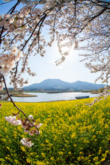 桜と菜の花の咲く風景