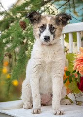 Puppy on a bench surrounded by flowers in nature