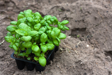 Seedlings of basil in peat pots, white plastic cups on a ploughed land. Baby plants seeding. Planting in the spring. Horticulture and coltivation, spring gardening. Space for text.